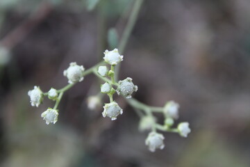 parthenium weed or the wild quinine white flower and seed heads