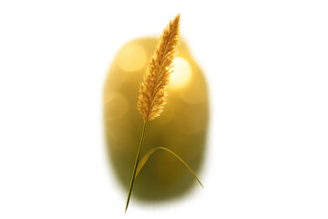 Naklejka premium Golden wheat ear with warm bokeh light, representing harvest, agriculture, and natural beauty on transparent background