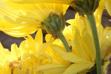 Striped lynx spider or crab spider on Chrysanthemum leaves and flowers