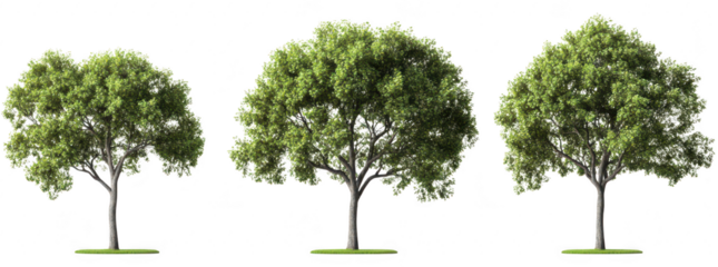 A trio of lush. green trees standing in a row on a grass field. their full foliage against a clear white background. ideal for nature-themed designs or environmental concepts