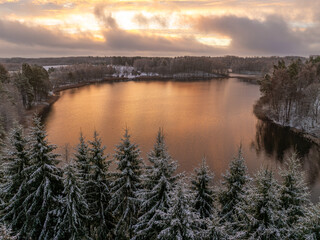 Snowy fir trees by the lake in the Latvian countryside