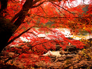 京都府宇治市・宇治川右岸の沿道の鮮やかに色づいた紅葉の風景