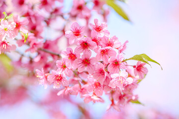 Beautiful close-up of vibrant pink Wild Himalayan Cherry (Thai Sakura) flowers blooming on a tree branch with soft-focus background under bright natural light.