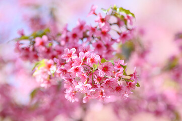 Beautiful close-up of vibrant pink Wild Himalayan Cherry (Thai Sakura) flowers blooming on a tree branch with soft-focus background under bright natural light.