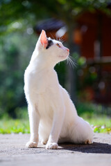 A clean white cat with a black spot sitting gracefully outdoors in bright sunlight, overlooking a blurred green background