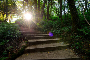 Stone steps leading up a path through a lush green forest, with a dramatic sunburst shining brightly at the end, symbolizing a path to success or growth.