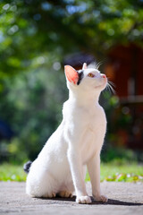 A clean white cat with a black spot sitting gracefully outdoors in bright sunlight, overlooking a blurred green background