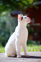 A cute white cat sitting outdoors in bright sunlight, visibly hungry and licking its pink nose and mouth while gazing up, anticipating a meal.