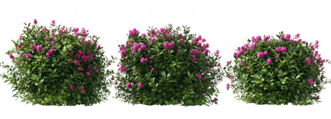 A display of blooming bushes with pink flowers arranged in a row against a clean white background. ideal for nature-themed projects or garden design inspiration