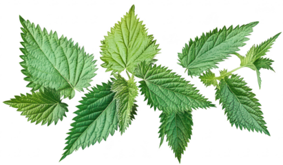 A collection of fresh green nettle leaves arranged artistically. their jagged edges and rich texture. ideal for botanical illustrations or nature-themed projects