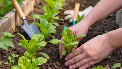 planting a tomato seedling