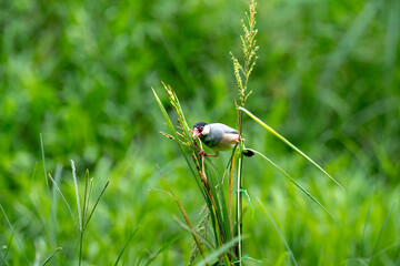 The Java Sparrow, (Lonchura oryzivora)