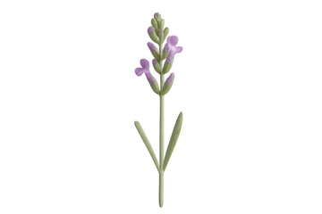 Obraz premium Lavender sprig blooming on a stem with purple flowers, green leaves, and buds, creating natural beauty, transparent background