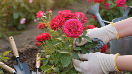 hands with roses