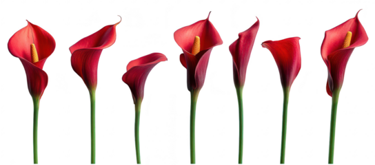 A stunning arrangement of red calla lilies displayed elegantly in a row against a clean white background. ideal for floral design inspiration or decorative purposes