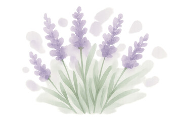 Obraz premium Watercolor lavender flowers blooming with green leaves and subtle purple elements, transparent background
