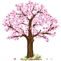 Cherry Blossom Tree in Bloom