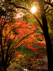 京都府宇治市・宇治川右岸の沿道の鮮やかに色づいた紅葉の風景