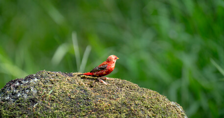 red avadavat, red munia or strawberry finch (Amandava amandava)  