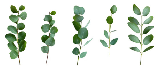 A collection of five green eucalyptus branches arranged artistically on a white background. their unique shapes and textures. ideal for nature-themed designs or botanical illustrations