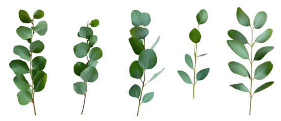 A collection of five green eucalyptus branches arranged artistically on a white background. their unique shapes and textures. ideal for nature-themed designs or botanical illustrations