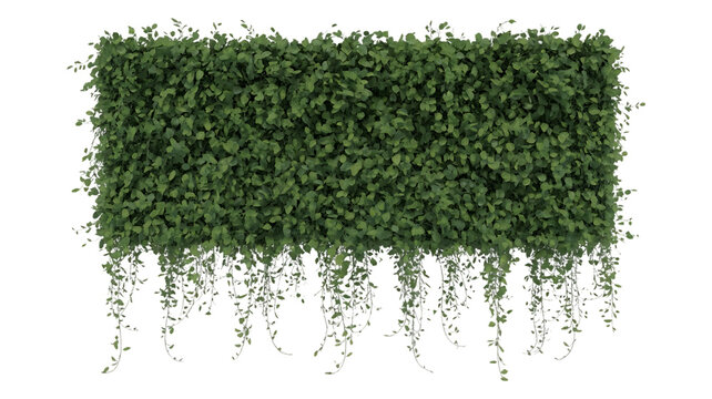 A trail of realistic ivy leaves or Ivy green with leaf image isolated on a transparent background