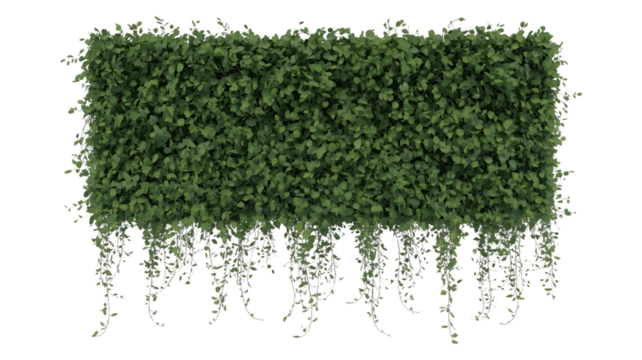 A trail of realistic ivy leaves or Ivy green with leaf image isolated on a transparent background