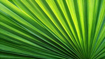Close-up of a vibrant green palm leaf with intricate patterns and textures.