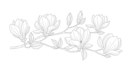 Magnolia blossoms line art with delicate detailing evokes springtime freshness © Bahan