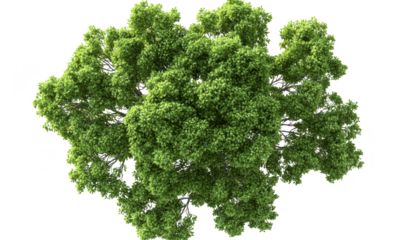 Lush green tree canopy viewed from above. foliage against a clean white background. ideal for nature-themed projects and environmental designs