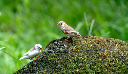 Zebra Finch couple perched in a trees
