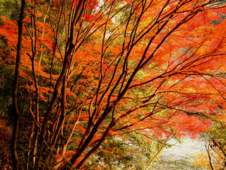 京都府宇治市・宇治川右岸の沿道の鮮やかに色づいた紅葉の風景