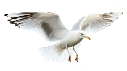 A majestic seagull gracefully soaring through the air with its wings fully extended. its plumage against a clean white background. ideal for nature-themed projects