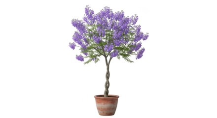 A beautiful blooming purple lavender plant in a rustic terracotta pot isolated on transparent background