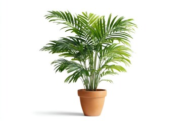 Fototapeta premium Healthy green palm plant in terracotta pot isolated on a white background