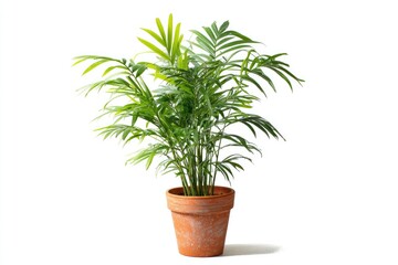 Obraz premium Lush green parlor palm in a terracotta pot against a clean white backdrop, creating a simple, elegant display
