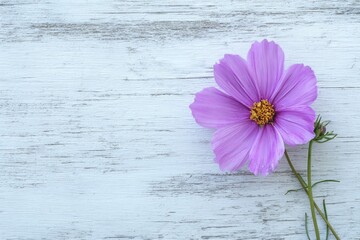 Close-up of a single purple cosmos flower resting on a distressed white wooden surface