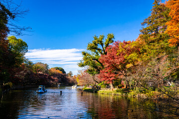 秋の東京・井の頭恩賜公園で見たカラフルな紅葉と青空