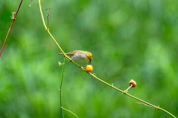 The warbling white-eye (Zosterops japonicus)