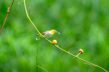 The warbling white-eye (Zosterops japonicus)