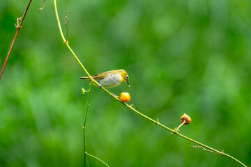 The warbling white-eye (Zosterops japonicus)