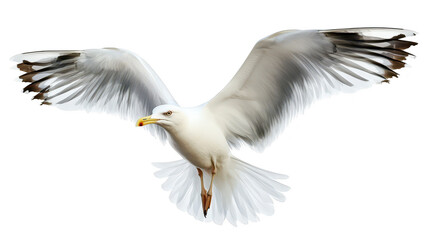 A majestic seagull soaring gracefully through the clear blue sky. wings fully extended. capturing the essence of freedom and natures beauty. ideal for wildlife photography or environmental themes