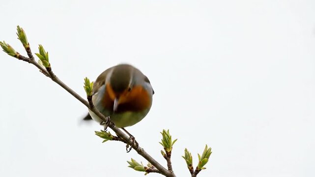 Robin Perched on Blooming Spring Branch, Captivating Display of Natural Harmony and Serenity