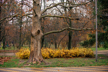 A leafless tree with a thick trunk stands prominently in a park during late autumn. Yellow shrubs grow in a dense cluster behind the tree, contrasting with the brown and bare surroundings. The scene i