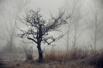 Lonely leafless tree in foggy field during autumn with dry grass and subdued colors