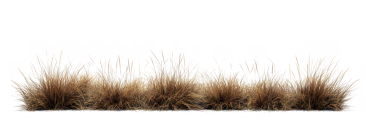 A patch of dry grass with varying heights and textures. set against a clean white background. ideal for use in nature-themed designs or environmental projects