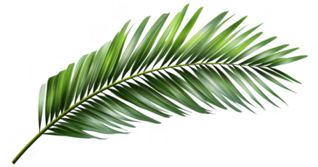 A green palm leaf elegantly displayed on a white background. its intricate leaf structure and natural beauty. ideal for botanical illustrations or tropical-themed designs
