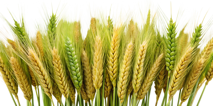 A close up view of a dense cluster of ripe wheat stalks with varying shades of green and gold isolated on transparent background PNG