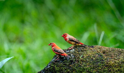 red avadavat, red munia or strawberry finch (Amandava amandava)  