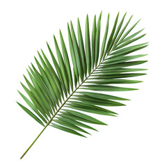 Obraz premium A green palm leaf isolated on a clean white background. its intricate fronds and natural beauty. ideal for botanical illustrations. nature-themed designs. or tropical decor